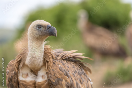 Portrait of a Griffon vulture with green background