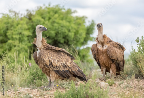 Portrait of a Griffon vulture with green background