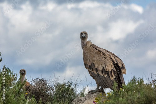 Portrait of a Griffon vulture with blue background