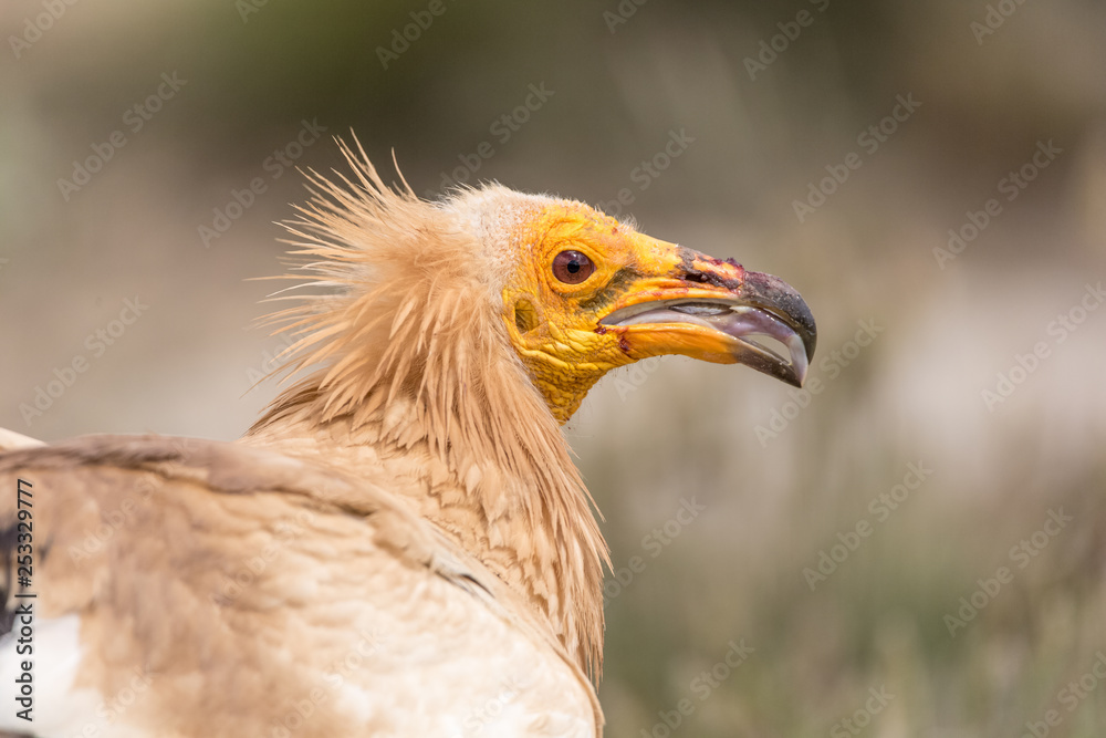 Detailed portrait of a wild Egyptian vulture with green background Detailed portrait of a wild Egyptian vulture with green background