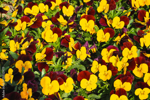 Yellow-Violet-Red Tricolor Pansy