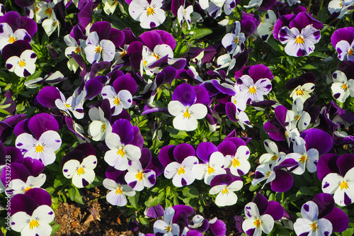 White-Purple Pansy