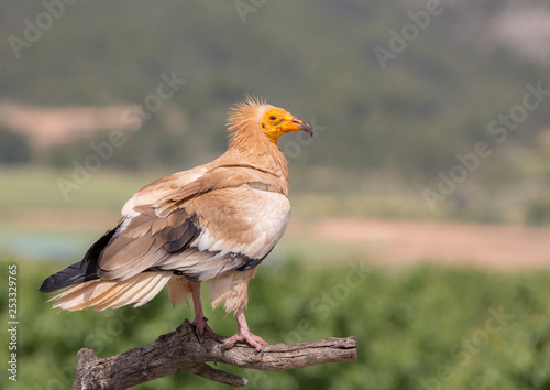 Portrait of a wild Egyptian vulture perched on a trunk with green background