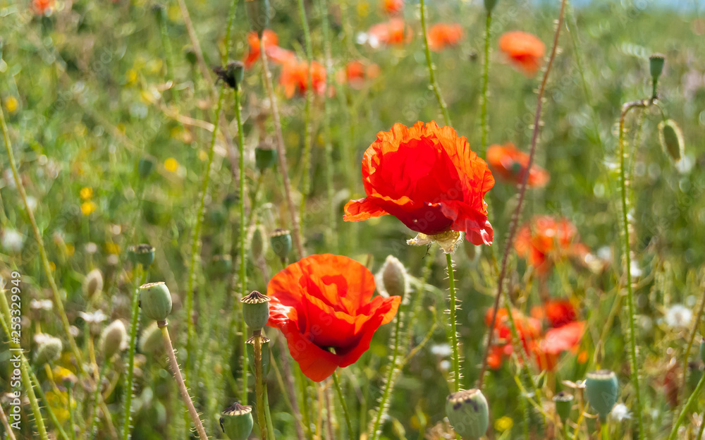 Obraz premium A bright summer meadow with fresh grass and scarlet poppy flowers
