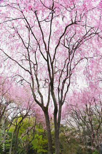 京都の枝垂れ桜