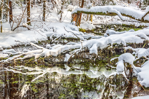 snow covered marsh in winter photo