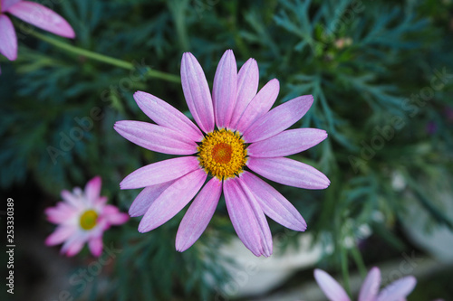 Purple Marguerite Daisy Flowers