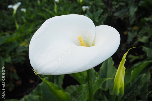 White Calla Lily