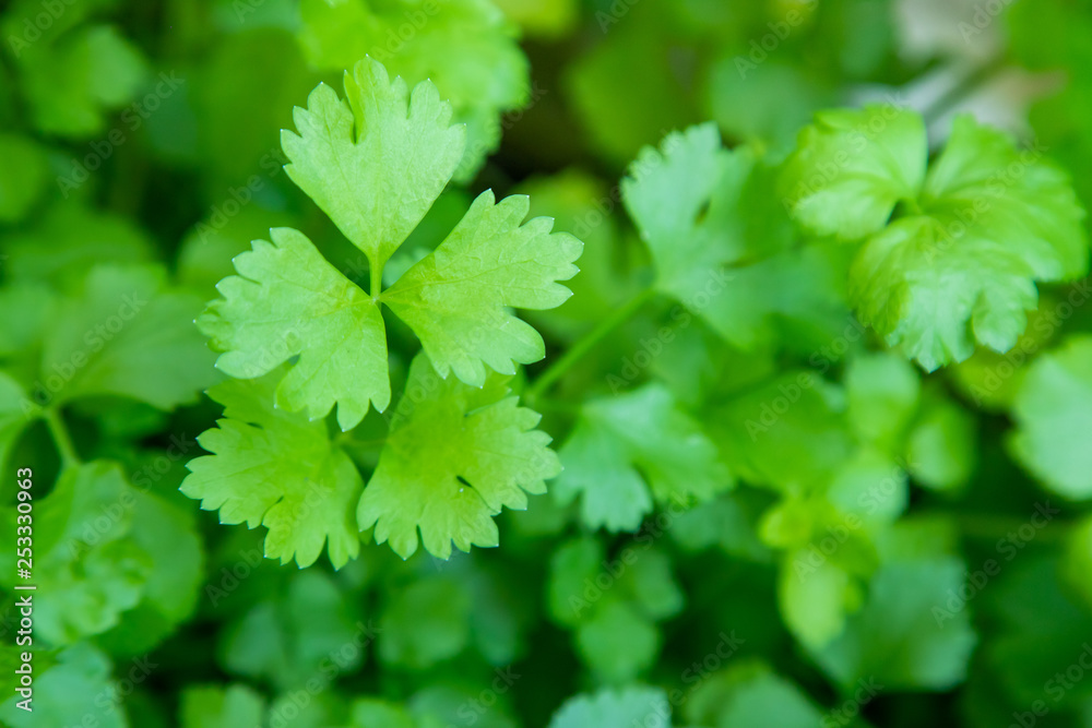Organic Green Coriander in vegetable garden, Thai herb. Organic Green Coriander in vegetable garden, Thai herb.