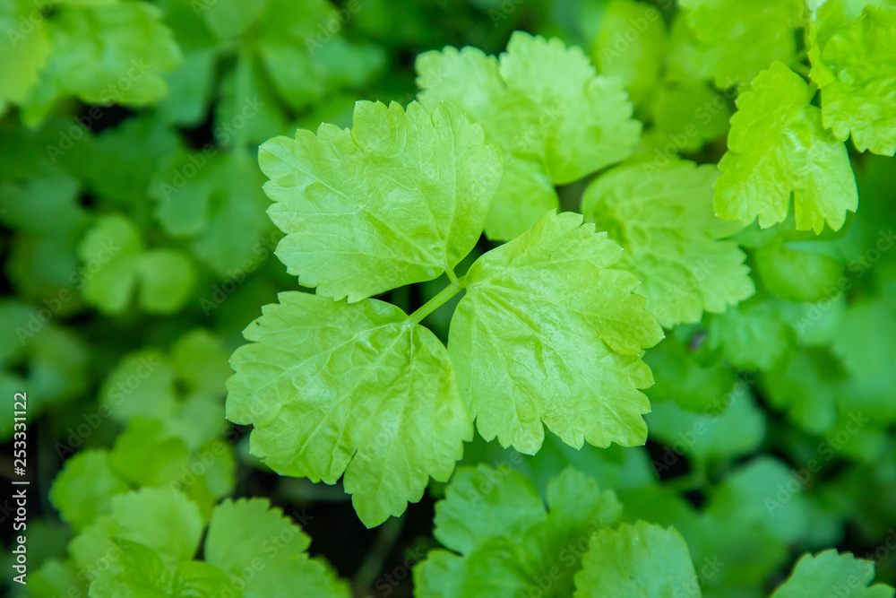 Organic Green Coriander in vegetable garden, Thai herb. Organic Green Coriander in vegetable garden, Thai herb.