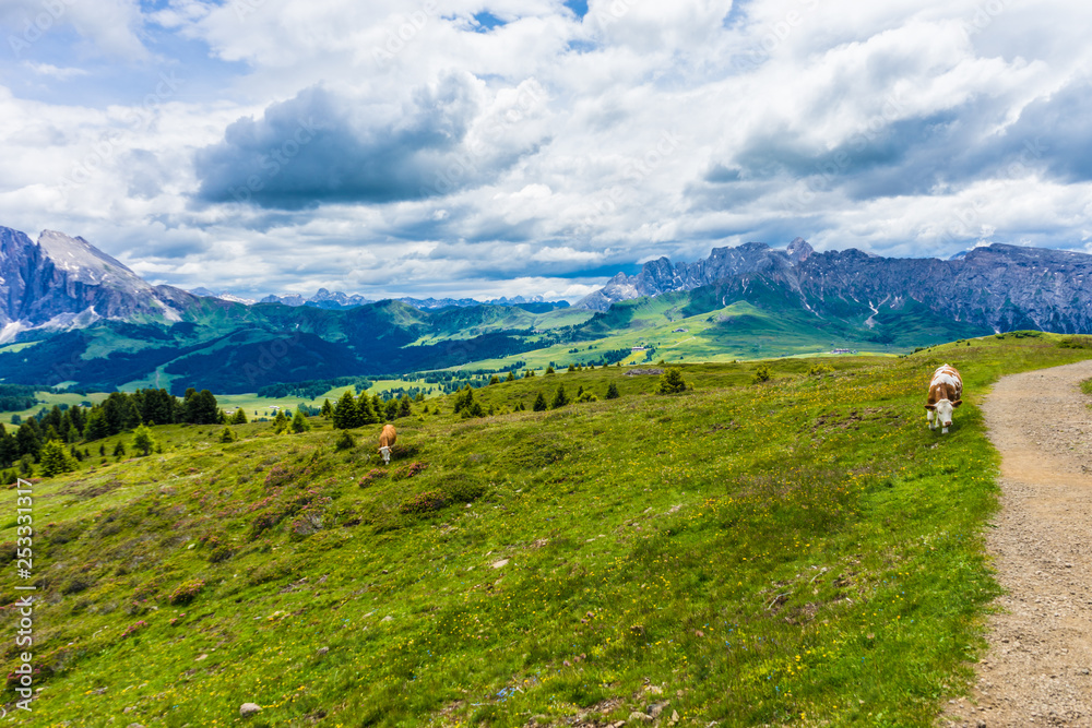 Fototapeta premium Italy, Alpe di Siusi, Seiser Alm with Sassolungo Langkofel Dolomite, a herd of cattle standing on top of a grass covered field