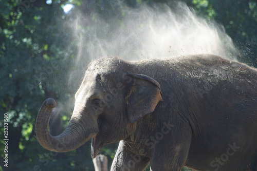 Indischer Elefant bewirft sich mit Staub