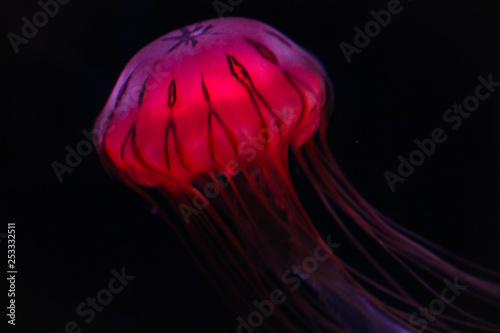 beautiful vibrant red jelly fish © Camila