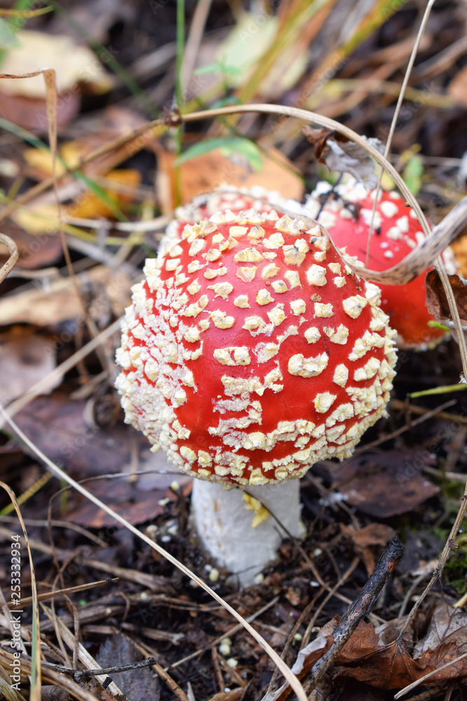 Beautiful red fly agaric in forest in autumn close up poison Beautiful red fly agaric in forest in autumn close up poison