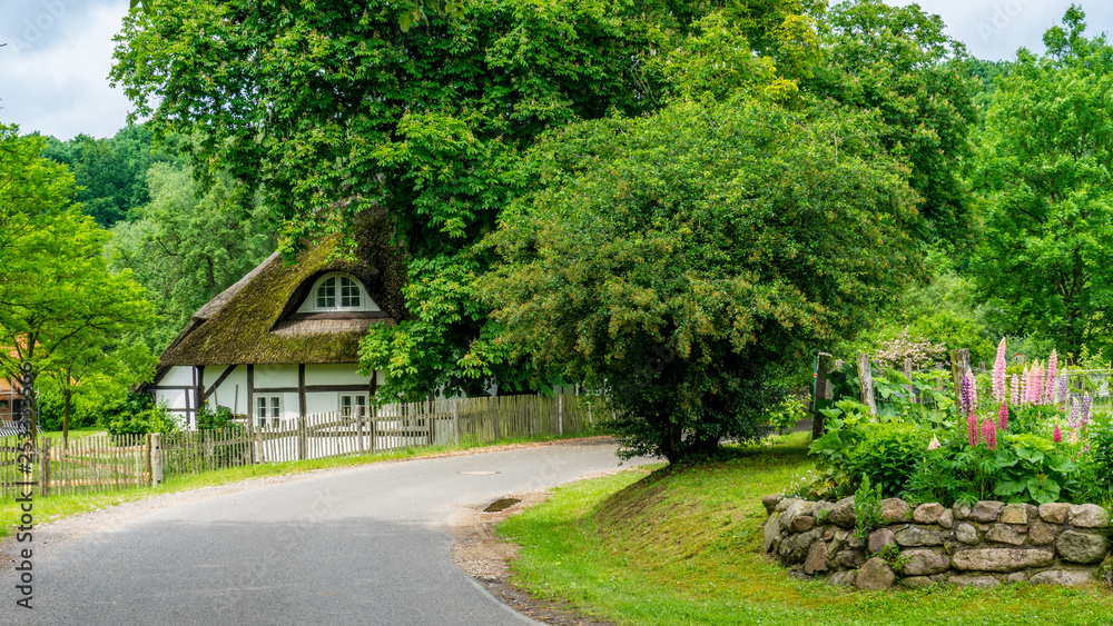 Country road in spring with thatched house and flowering trees and lupins