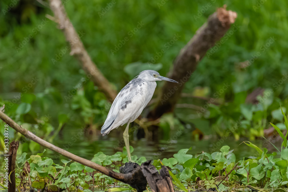 Fototapeta premium Little Blue Heron, Egretta caerulea, juvenile, bird perched on a branch in Costa Rica