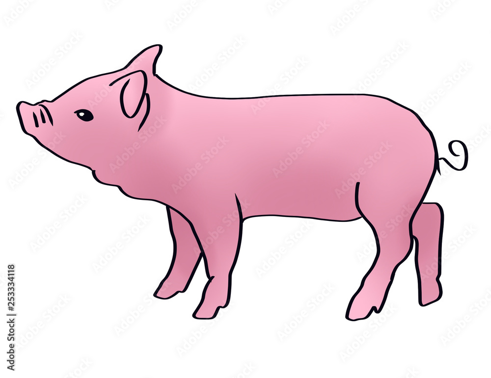 Fototapeta premium Pig