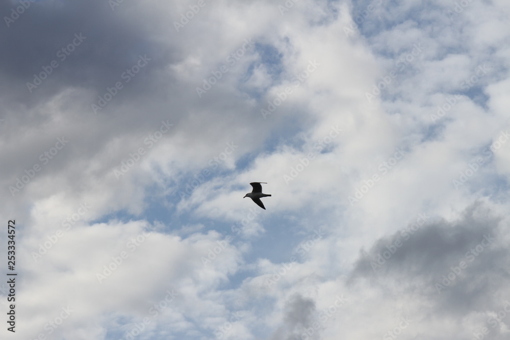 seagull in the sky seagull in the sky