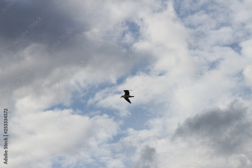 seagull in the sky