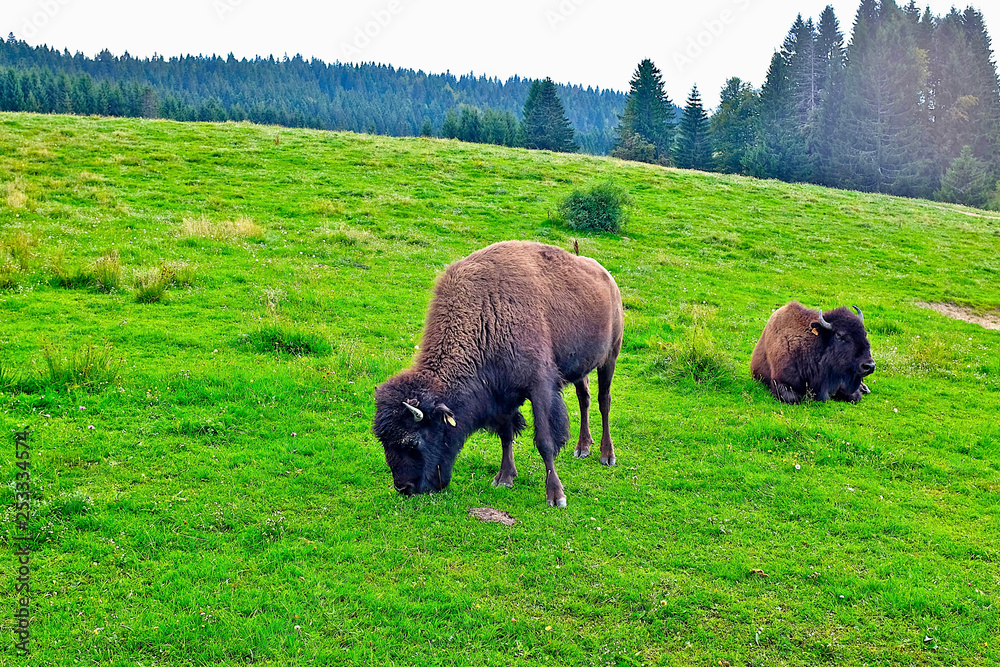 BISON JURA 3