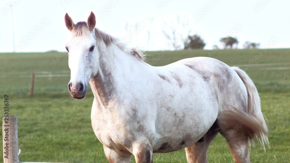 Wild horses in a Ranch playing. Elegant white and brown horses Wild horses in a Ranch playing. Elegant white and brown horses