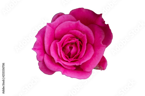 pink rose isolated on white background.