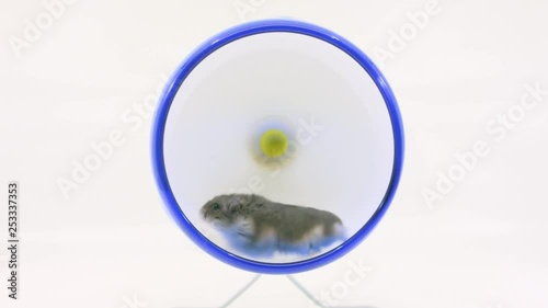 Small grey hamster runs in wheel looks at camera and leaves on white BG