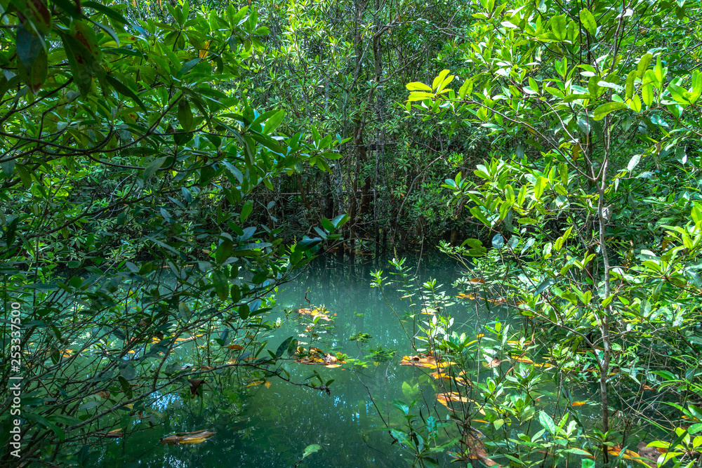 Fototapeta premium Tha Pom Klong Song Nam amazing nature in Krabi.Tha Pom Swamp Forest is a forest with.many beautiful water sources. clear and clean emerald water blowdown pass the beautiful root of mangrove tree
