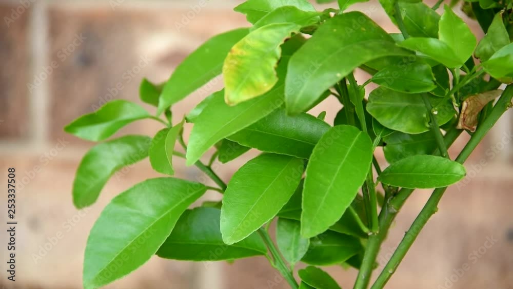 Fruit tree leaves rustling in the wind
