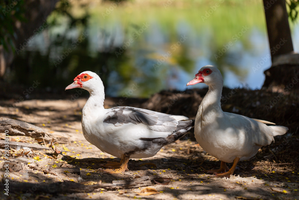 white domestic ducks. The duck is white, in nature. white domestic ducks. The duck is white, in nature.