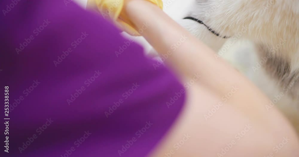 Close up of vet nurse fixing catheter on paw of dog Close up of vet nurse fixing catheter on paw of dog