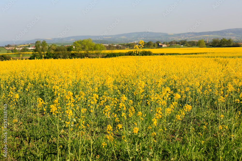 Yellow flowers field in a summer nature. Field with blooming canola in springtime. Green trees behind the rapeseed field. Nature wallpaper blurred background with rape. Image doesn’t in focus.