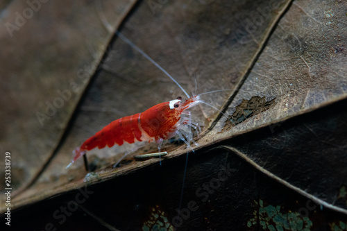 Super red crystal shrimp walking on dried catappa leaf in freshwater tank photo