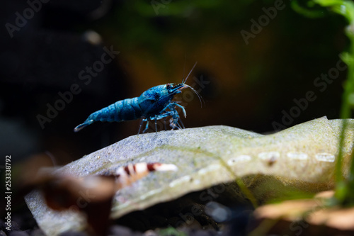 Blue bolt shrimp standing on probiotic bag in freshwater aquarium photo