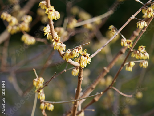 Le chimonanthe (Chimonanthus yunnanensis). Un arbuste à floraison hivernale originaire de Chine avec ses clochettes de fleurs blanches aux étamines rouge sur des branches nues.