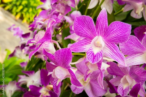 Orchid flower in the garden