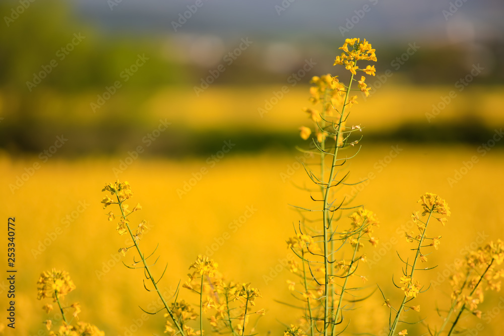Nature wallpaper blurred background. Rapeseed field or blooming canola flowers of close-up. Yellow flowers field in springtime nature landscape. Image is not in focus. Nature wallpaper blurred background. Rapeseed field or blooming canola flowers of close-up. Yellow flowers field in springtime nature landscape. Image is not in focus.