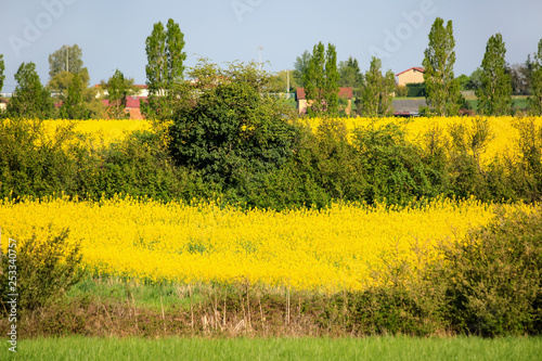 Rapeseed blooms in spring. Yellow flowers colza on a field. Selective focus. Trees behind blooming canola. Nature wallpaper blurred backdrop. Image does not focus.