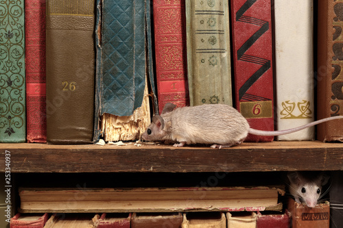Fotografia Close-up two young mice on  the old books on the shelf in the library