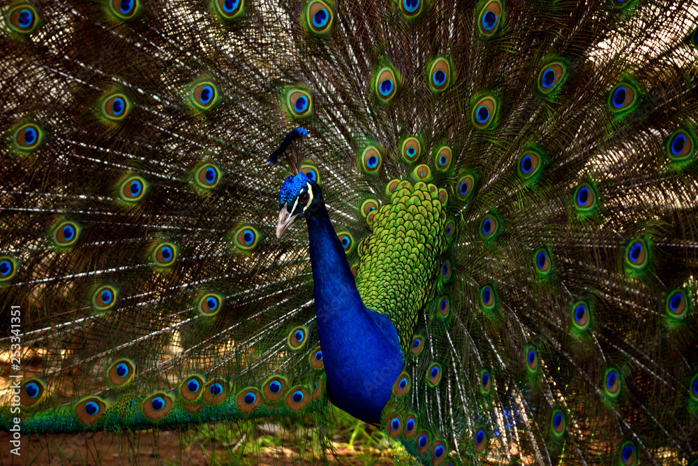 Obraz premium Peacock Closeup Shoots