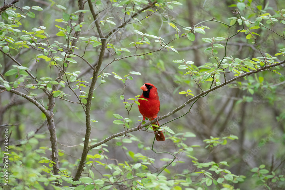 Wild Bird Wild Bird