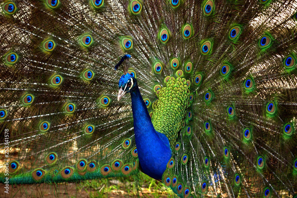 Fototapeta premium Peacock Closeup Shoots