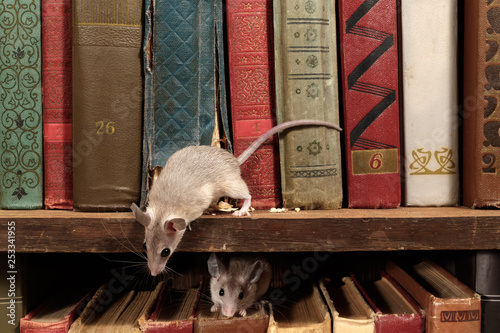Close-up two young mice on  the old books on the shelf in the library. Concept of rodent control.