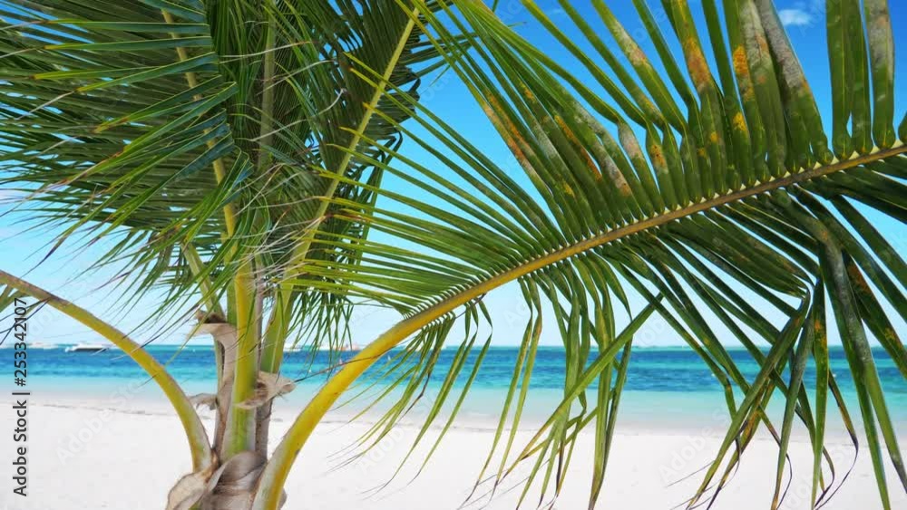 Single coconut palm tree on tropical beach Single coconut palm tree on tropical beach