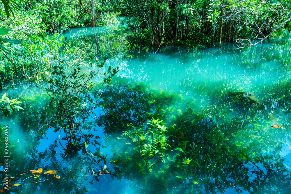 Fototapeta zielony liść w kompletnym bagnie miejsce szmaragdowo zielonej wody ze świeżej wody wymieszać z wodą morską
