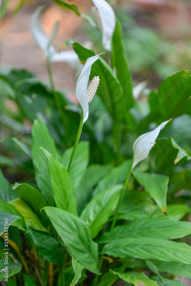 peace lily in garden