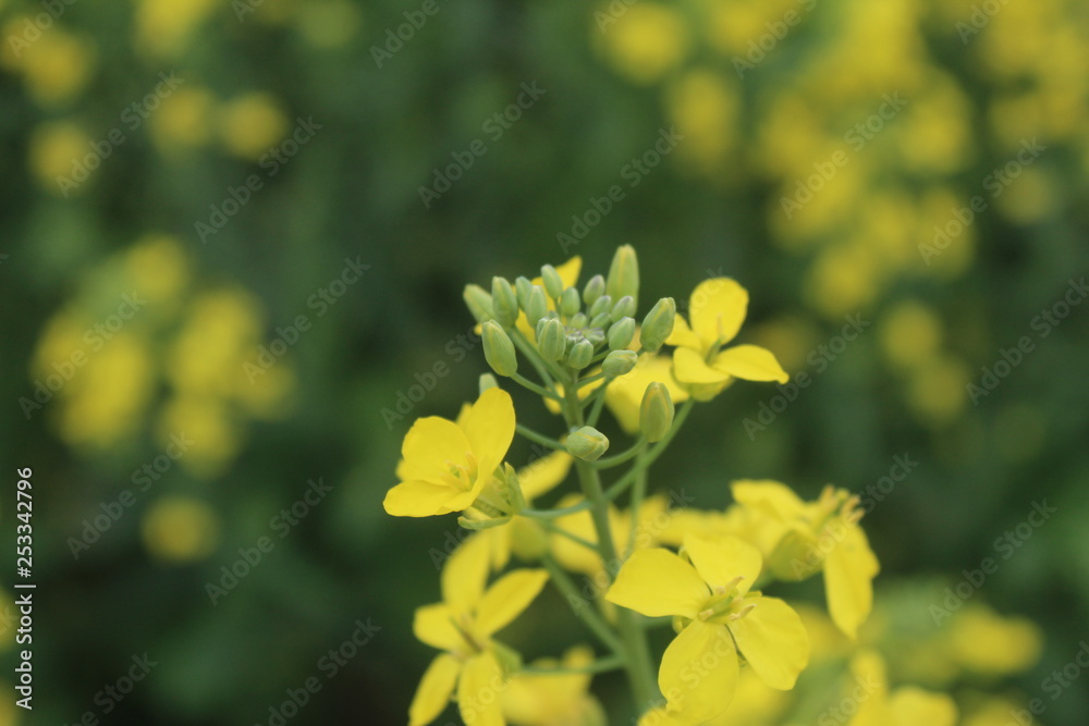 Close up of yellow mustard leaves in farms . Close up of yellow mustard leaves in farms .