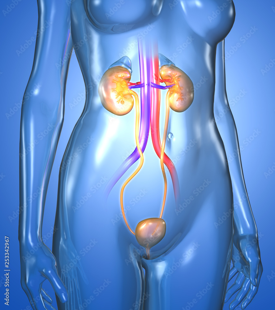 Female urinary tract with highlightet kidneys, ureter, blood vessels