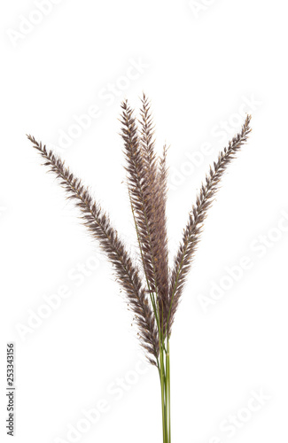 decorative spikelets isolated