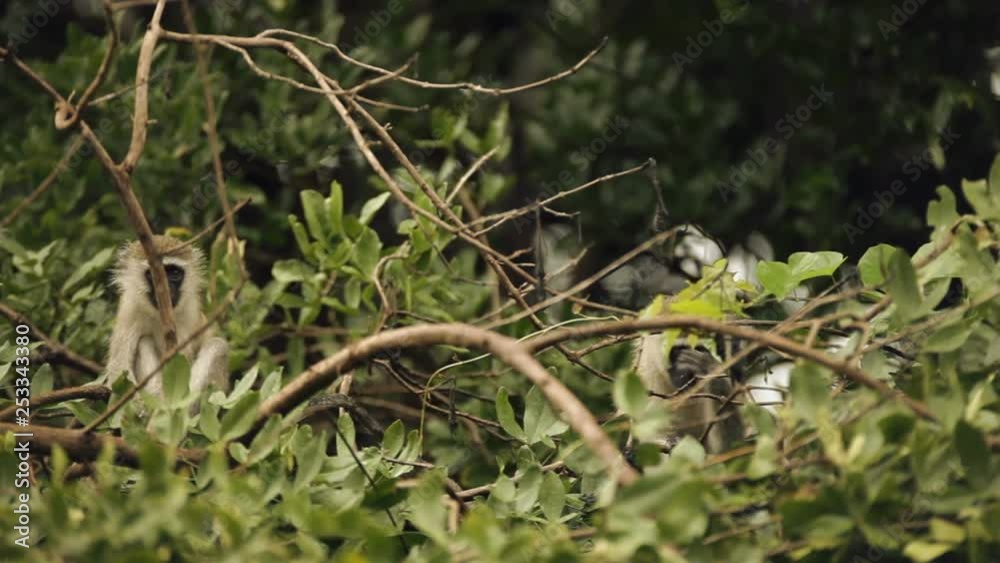 Malawi wild Vervet monkeys in tree close up Malawi wild Vervet monkeys in tree close up